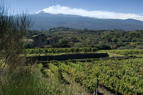 Etna From Our Vinyards