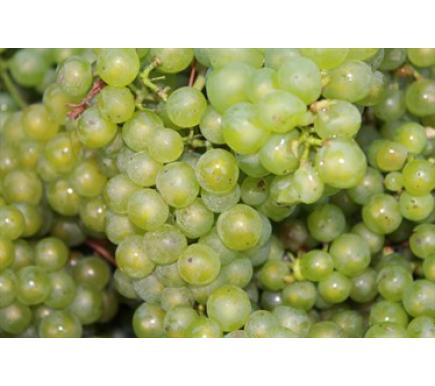 Gusbourne: A grape-picking day
