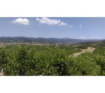 Armit Wines Visits Agricola Punica