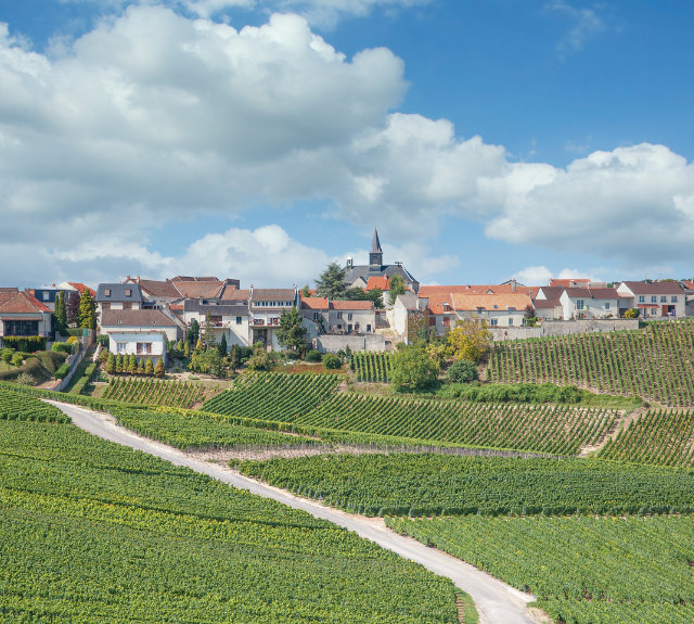 Image from Champagne Wine Region