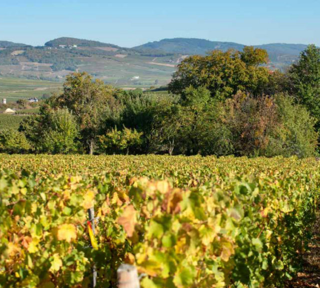 Image from Burgundy & Chablis Wine Region