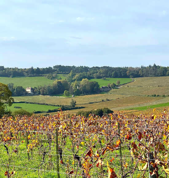Image for Burgundy 2021