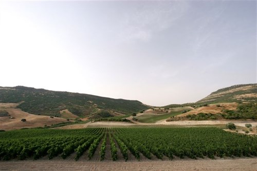 Vineyards Agricola Punica