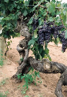 Tahbilk 1860 Shiraz Vines