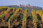 Alsace Vines